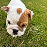 Brutus Morning Star participe au concours pour gagner de l'argent avec cette photo : dog, puppy, bulldog, brown_and_white, floppy_ears, wrinkled_face, black_nose, outdoor, grass, lawn, pet, animal, canine, close_up, portrait, standing, looking_at_camera, cute, playful, nature