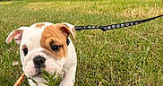 Brutus Morning Star a rejoint le concours — aidez-le/la à gagner de superbes lots ! bulldog, puppy, dog, pet, animal, grass, outdoor, garden, leash, collar, brown_and_white, wrinkles, floppy_ears, face, portrait, sitting, walking, suburban, house, smartphone_screenshot
