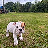 Brutus Morning Star a rejoint le concours — aidez-le/la à gagner de superbes lots ! bulldog, puppy, dog, animal, pet, outdoor, grass, field, yard, standing, collar, white_fur, brown_patches, short_muzzle, floppy_ears, portrait, nature, trees, sky, trailer