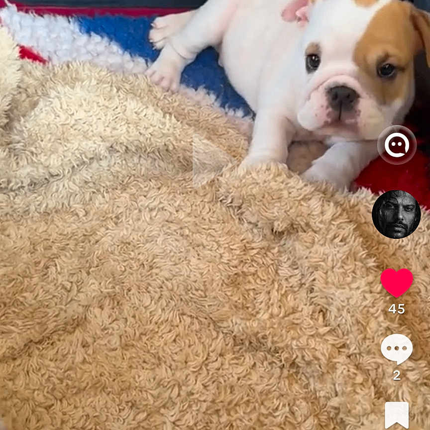 Brutus Morning Star participe au concours pour gagner de l'argent avec cette photo : dog, puppy, bulldog, canine, pet, animal, lying_down, blanket, fluffy, indoors, portrait, close_up, white_and_brown, wrinkles, eyes, nose, paws, cozy, tiktok, social_media