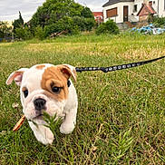 Brutus Morning Star a rejoint le concours — aidez-le/la à gagner de superbes lots ! bulldog, puppy, dog, pet, animal, grass, outdoor, garden, suburban, house, leash, collar, leaf, walking, standing, white_and_brown, wrinkled_face, floppy_ears, cloudy_sky, portrait