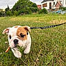 bulldog, puppy, dog, pet, animal, grass, outdoor, garden, suburban, house, leash, collar, leaf, walking, standing, white_and_brown, wrinkled_face, floppy_ears, cloudy_sky, portrait