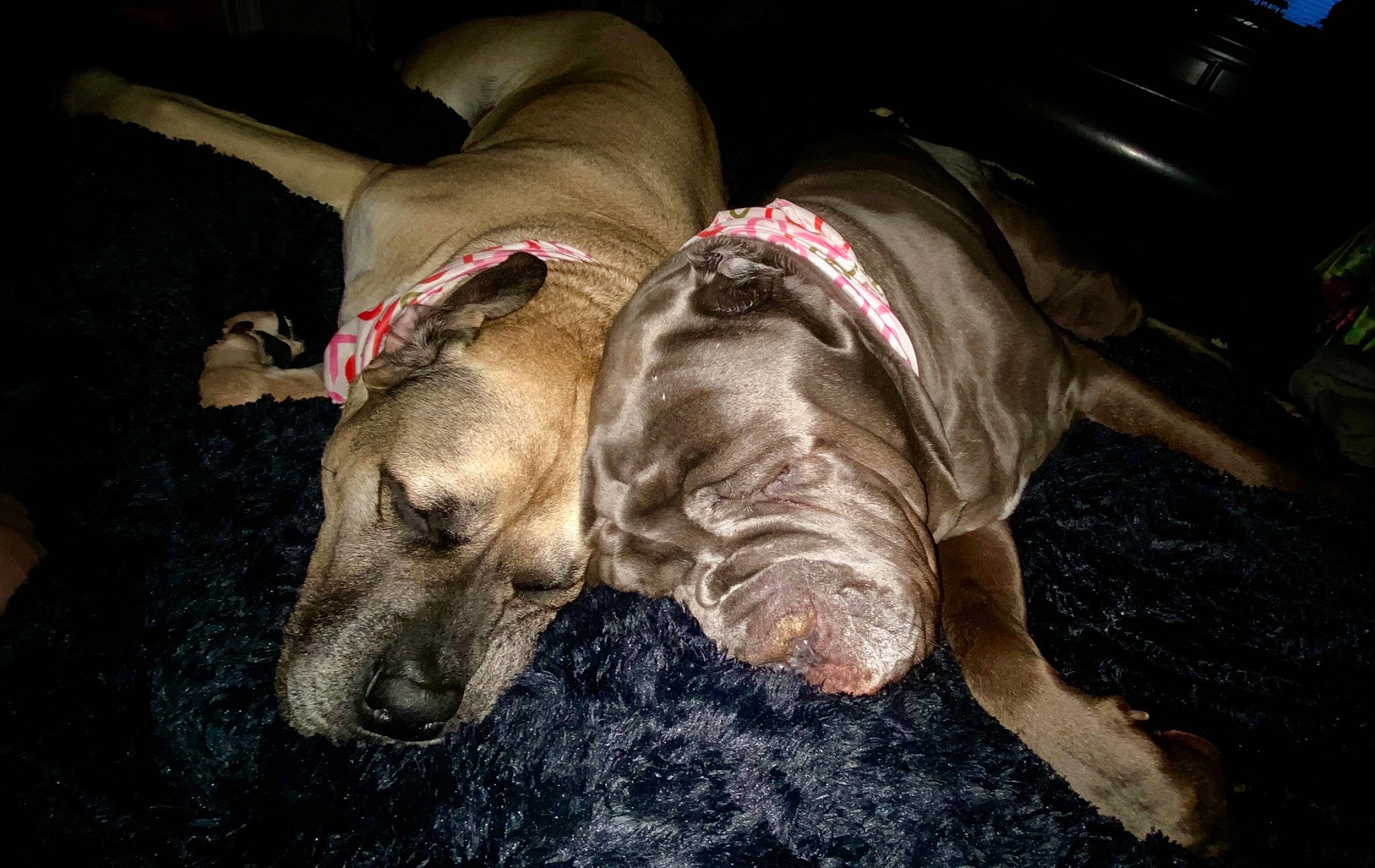 Kratos is registered to the contest to win money with this photo: canidae, carnivore, comfort, companion_dog, dog, dog_breed, fawn, fur, non_sporting_group, snout, sporting_group, working_animal