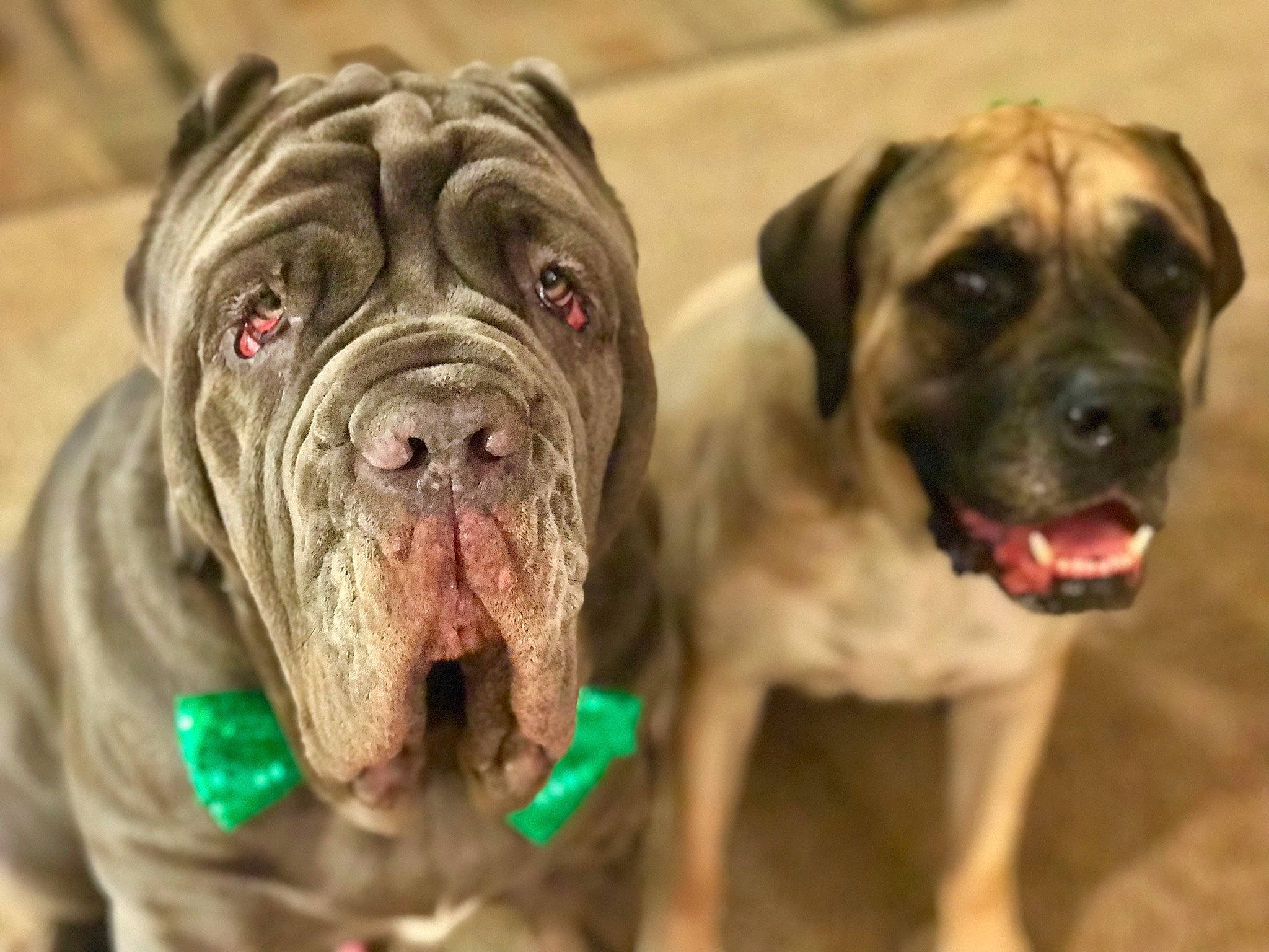 Kratos is registered to the contest to win money with this photo: biting, bulldog, canidae, carnivore, collar, companion_dog, dog, dog_breed, dog_collar, fawn, giant_dog_breed, grass, ori_pei, snout, sporting_group, terrestrial_animal, whiskers, working_animal, working_dog, wrinkle