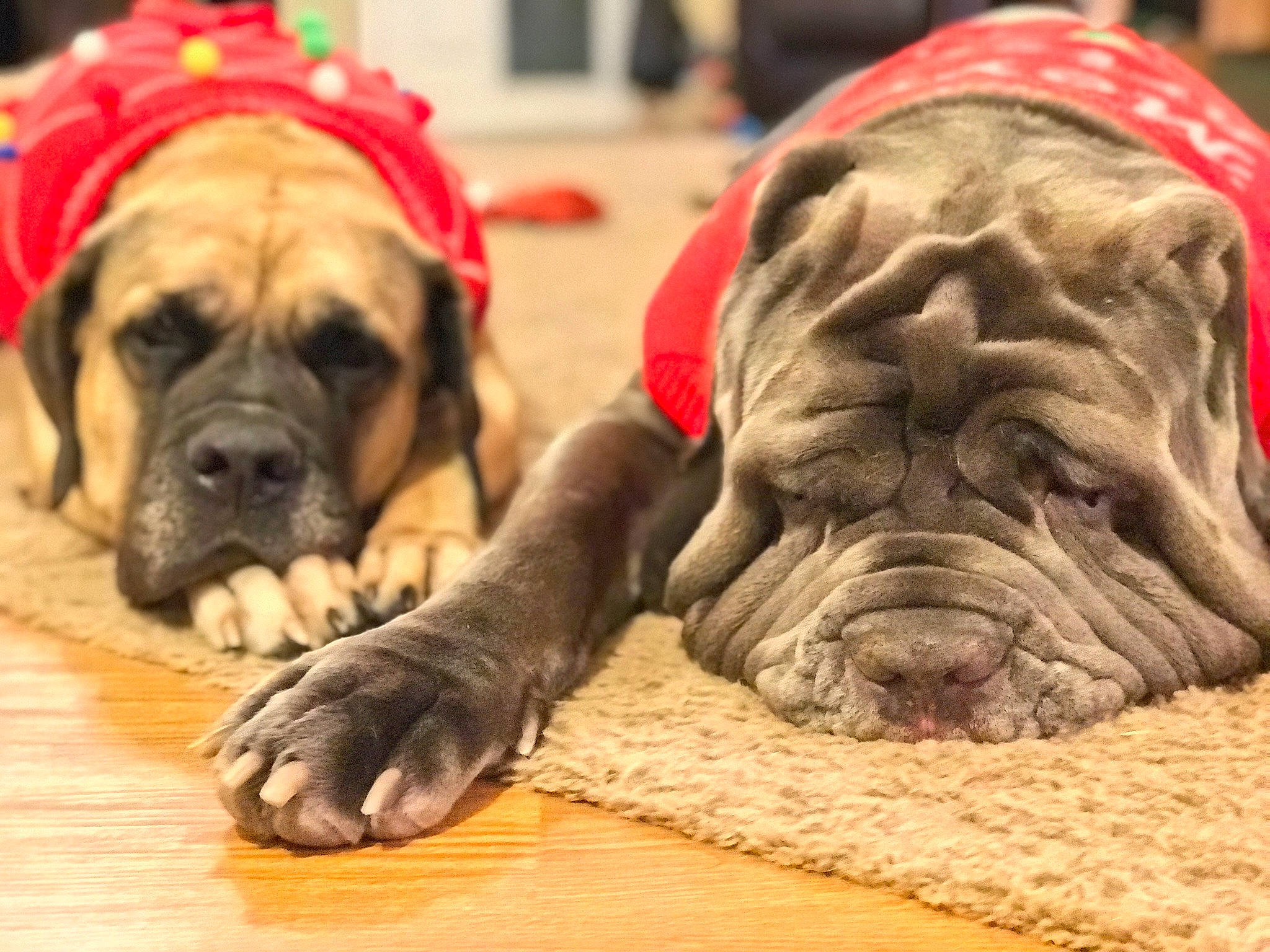 Kratos is registered to the contest to win money with this photo: canidae, carnivore, companion_dog, dog, dog_breed, dog_supply, fawn, flooring, fur, guard_dog, hardwood, molosser, paw, snout, sporting_group, terrestrial_animal, wood, working_animal, working_dog, wrinkle