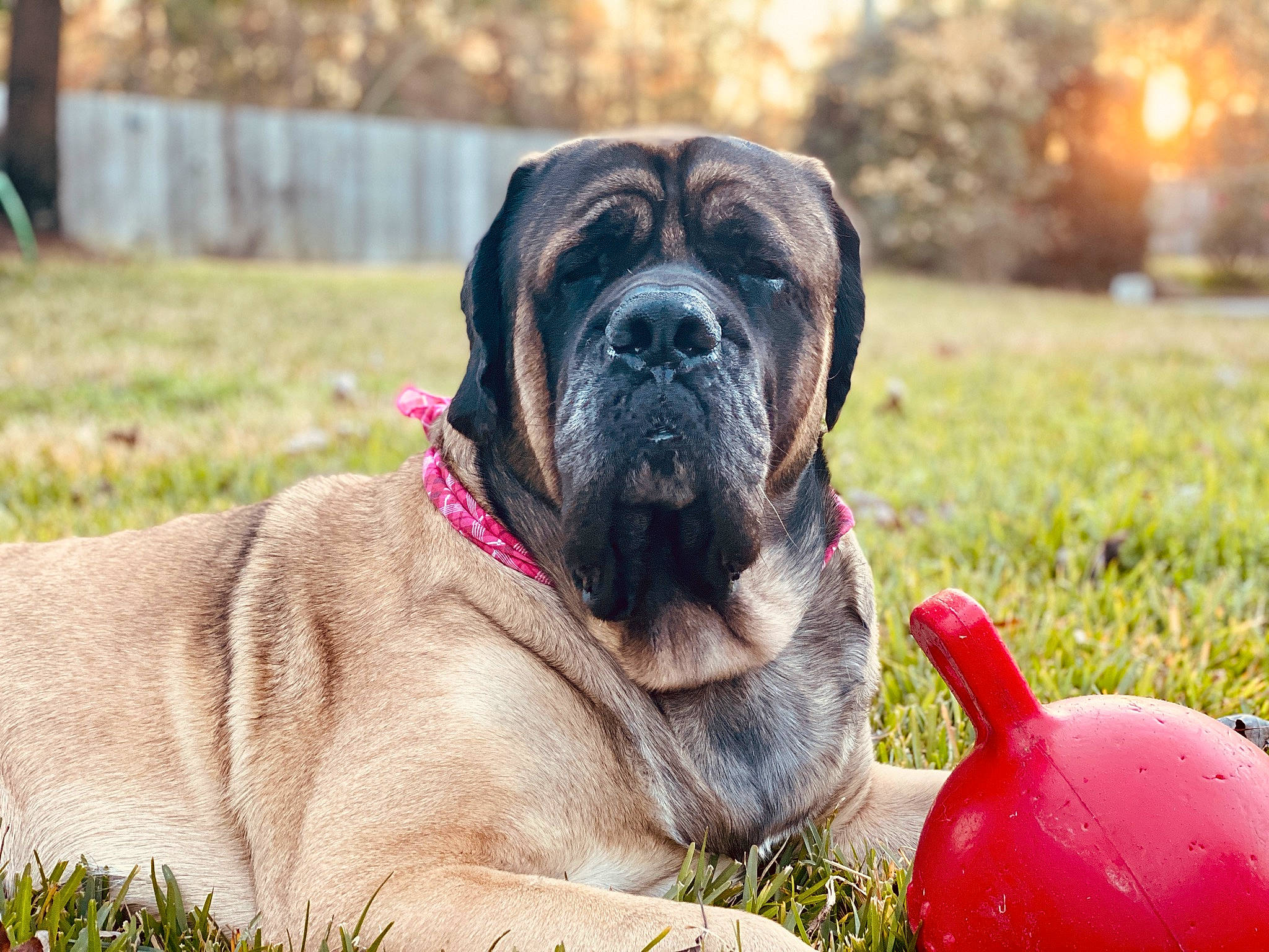 Sandor is registered to the contest to win money with this photo: ancient_dog_breeds, ball, canidae, carnivore, companion_dog, dog, dog_breed, fawn, grass, guard_dog, molosser, non_sporting_group, plant, snout, sporting_group, terrestrial_animal, tree, working_animal, working_dog, wrinkle