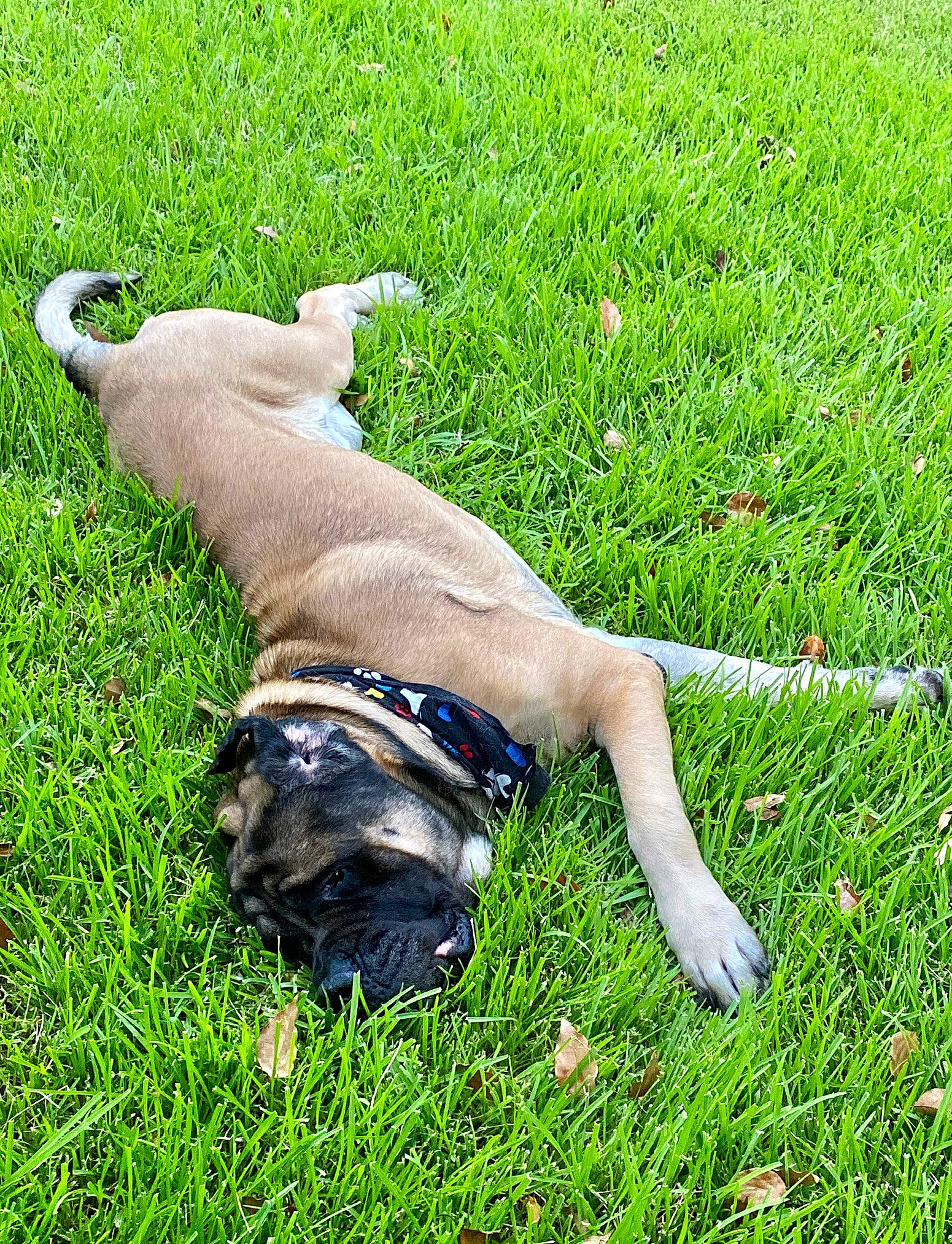 Sandor is registered to the contest to win money with this photo: canidae, carnivore, collar, companion_dog, dog, dog_breed, fawn, grass, grass_family, grassland, groundcover, lawn, leash, pasture, people_in_nature, plant, shrub, snout, sporting_group, tail