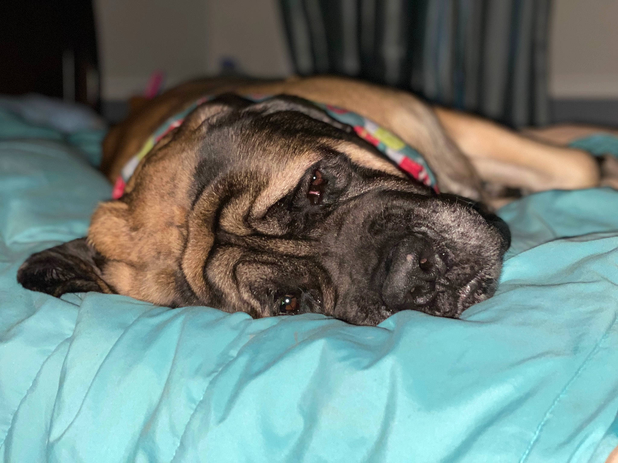Sandor joined the competition — help win amazing prizes! bored, canidae, carnivore, comfort, companion_dog, dog, dog_breed, dog_supply, ear, fawn, fur, liver, pet_supply, pug, snout, sporting_group, vertebrate, whiskers, working_animal, wrinkle