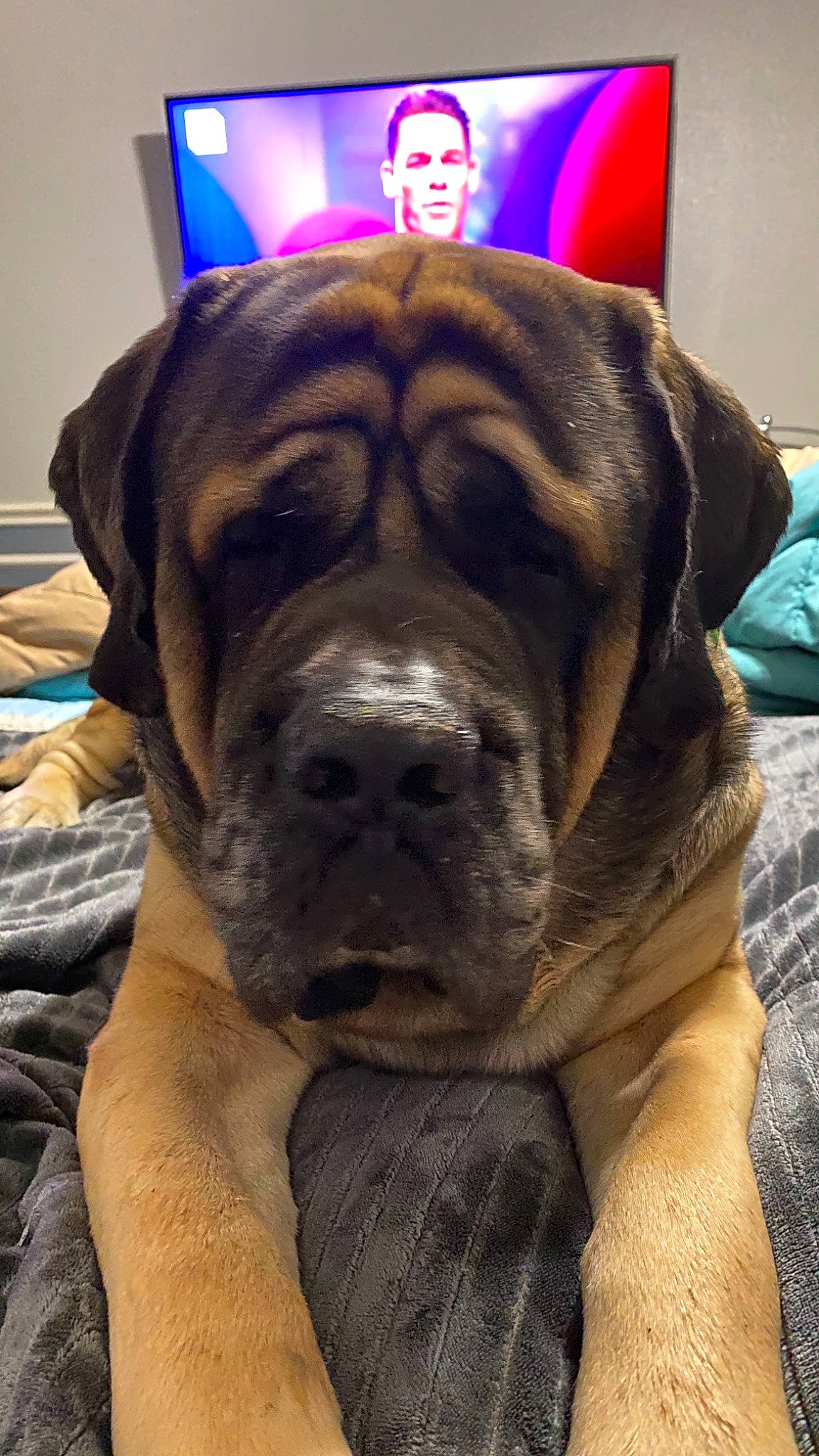 Sandor joined the competition — help win amazing prizes! blue, canidae, carnivore, companion_dog, dog, dog_breed, event, fawn, fur, giant_dog_breed, guard_dog, mammal, molosser, non_sporting_group, picture_frame, snout, sporting_group, whiskers, working_animal, working_dog