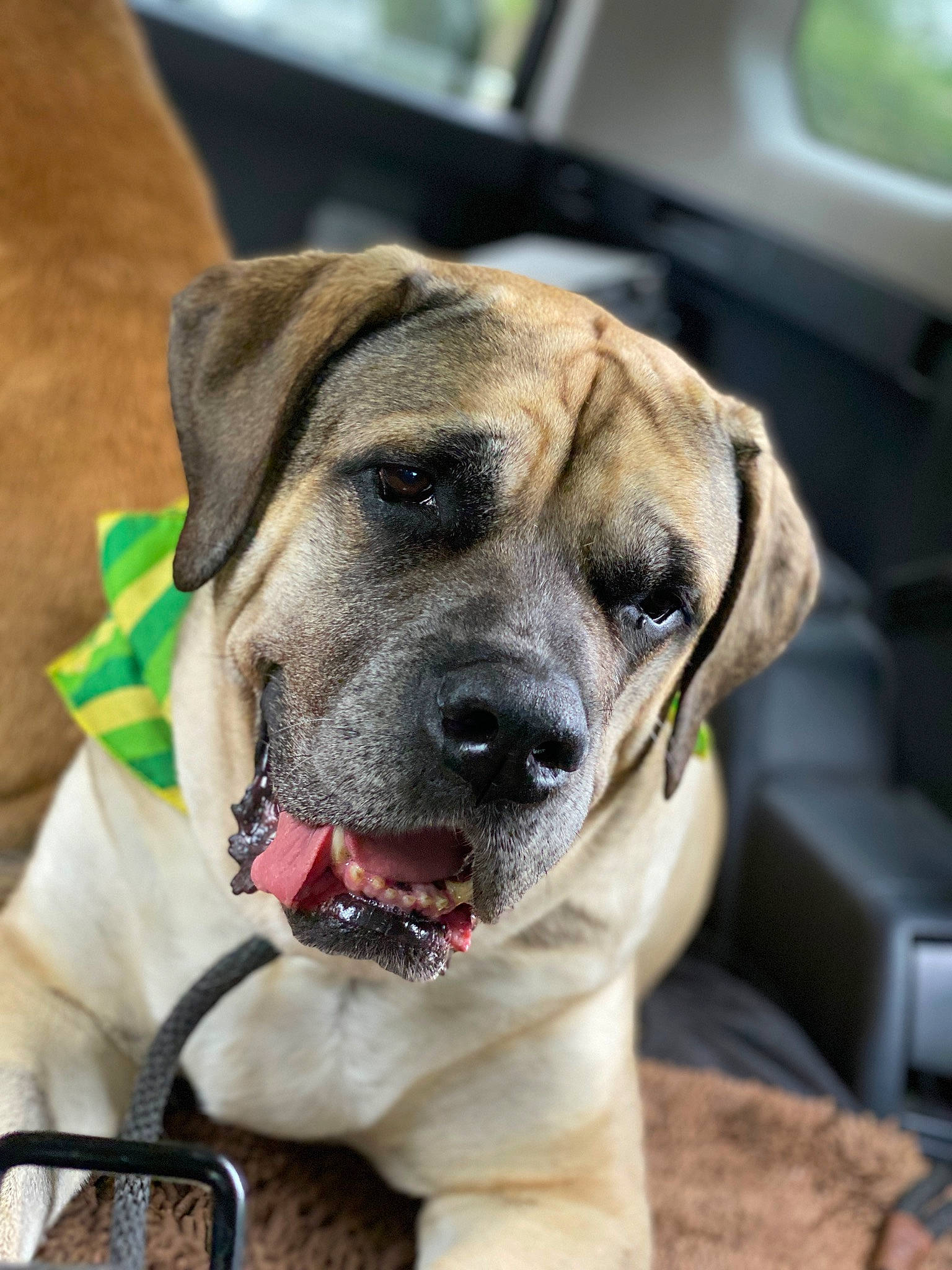 Sasha joined the competition — help win amazing prizes! canidae, carnivore, collar, companion_dog, dog, dog_breed, dog_collar, dog_supply, fawn, fur, guard_dog, non_sporting_group, pet_supply, snout, sporting_group, whiskers, window, working_dog, wrinkle