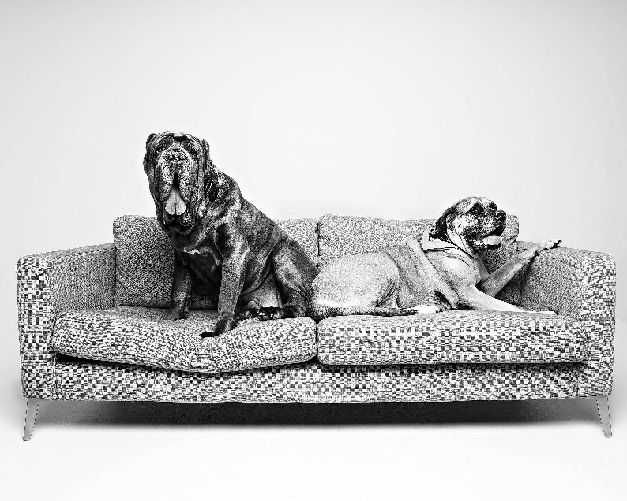 Sasha joined the competition — help win amazing prizes! art, bored, canidae, carnivore, comfort, companion_dog, couch, dog, dog_breed, felidae, font, furniture, grey, mammal, monochrome_photography, rectangle, snout, sporting_group, style, terrestrial_animal