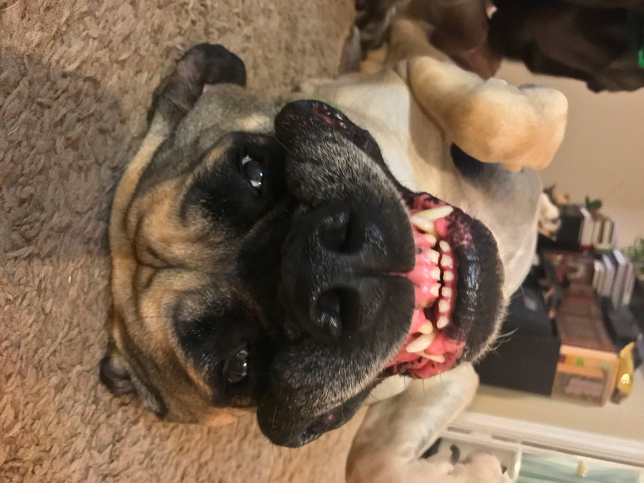 Sasha joined the competition — help win amazing prizes! ancient_dog_breeds, canidae, carnivore, collar, companion_dog, dog, dog_breed, dog_collar, fawn, fur, guard_dog, molosser, paw, snout, sporting_group, terrestrial_animal, whiskers, working_animal, working_dog, wrinkle