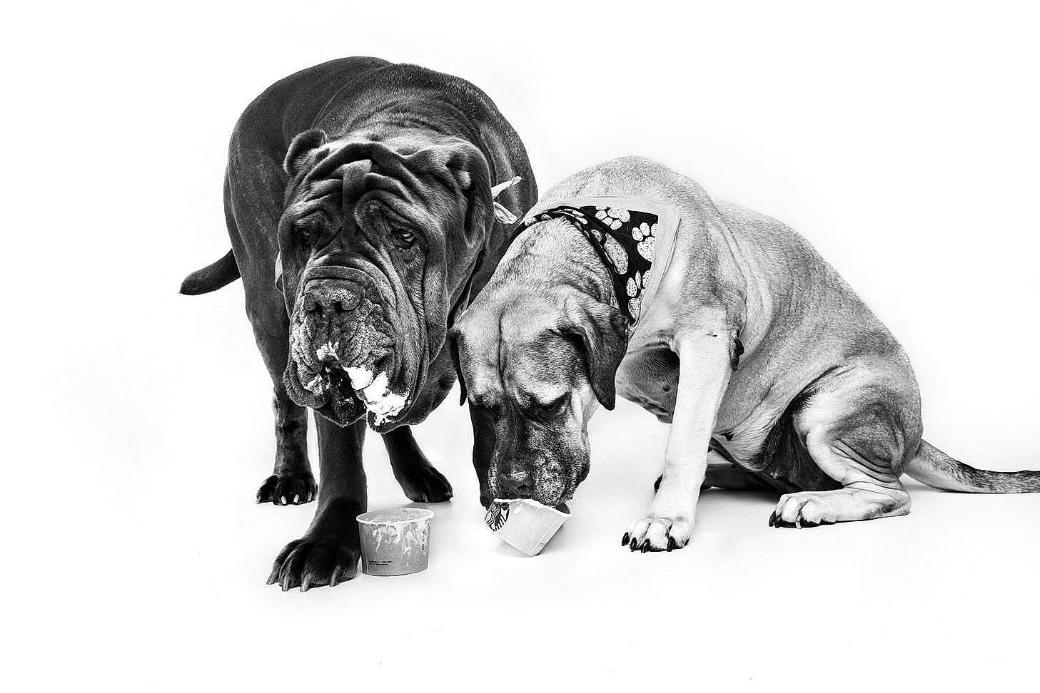 Sasha joined the competition — help win amazing prizes! art, carnivore, comfort, dog, dog_breed, drawing, elephants_and_mammoths, font, illustration, monochrome, monochrome_photography, painting, snout, sporting_group, terrestrial_animal, wildlife, working_animal