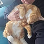 Soup is registered to the contest to win money with this photo: person, cat, orange_cat, white_paws, sleeping_cat, cuddling, indoor, sofa, hand, ring, black_clothing, relaxation, pet, feline, comfort, closeup, nap, furry, domestic_animal, cozy