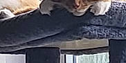 Soup joined the competition — help win amazing prizes! cat, orange_tabby, sleeping, cat_tree, window, indoor, pet, feline, cozy, resting, daylight, fur, whiskers, paws, relaxation, animal, domestic_cat, soft_light, quiet, peaceful