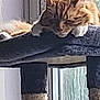 animal, cat, cat_tree, cozy, daylight, domestic_cat, feline, fur, indoor, orange_tabby, paws, peaceful, pet, quiet, relaxation, resting, sleeping, soft_light, whiskers, window