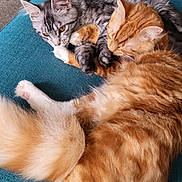Soup is registered to the contest to win money with this photo: cat, cats, orange_cat, gray_cat, fluffy, feline, pets, couch, indoor, cozy, fur, resting, cute, cute_animals, animal, mammal, whiskers, paws, relaxing, companions