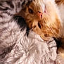 Soup joined the competition — help win amazing prizes! cat, ginger_cat, furry, blanket, cozy, relaxed, sleepy, whiskers, paw, fur, texture, closeup, indoor, pet, animal, resting, soft, cuddle, comfort, teal
