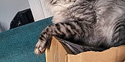 Luna joined the competition — help win amazing prizes! cardboard_box, cat, cats, closeup, couch, cozy, curious, domestic_animal, ears, feline, fur, gray_cat, home, indoor, laying_down, pet, relaxed, teal, whiskers, white_cat