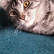Luna joined the competition — help win amazing prizes! animal, cat, close_up, curious, domestic_cat, ear, fabric_texture, feline, fur, hair, indoor, lying_down, nose, pet, relaxed, soft_lighting, tabby_cat, teal_sofa, whiskers, yellow_eyes