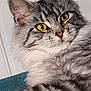 Luna is registered to the contest to win money with this photo: animal, cardboard_box, cat, close_up, curious, cute, domestic_cat, feline, fluffy, fur, grey_fur, indoor, looking_away, mammal, pet, portrait, relaxed, tabby, whiskers, yellow_eyes