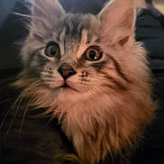 Luna joined the competition — help win amazing prizes! cat, kitten, fur, whiskers, ears, eyes, pet, animal, portrait, indoor, cozy, soft, closeup, curious, feline, mammal, domestic, cute, young, relaxed