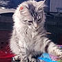Luna is registered to the contest to win money with this photo: bottle, carpet, cat, closeup, curious, domestic_animal, feline, fluffy, gray, household, indoor, lemon_juice, object, paw, pet, playful, table, television, toy, white