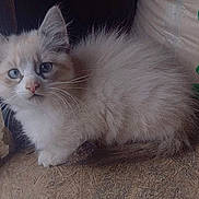 Deeb is registered to the contest to win money with this photo: kitten, cat, blue_eyes, fluffy, curious, indoor, floor, door, sack, fur, pet, animal, small, young, whiskers, cute, mammal, looking, close_up, domestic