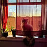 Deeb joined the competition — help win amazing prizes! cat, window, curtain, plant, potted_plant, sunlight, windowsill, indoor, red_curtain, fluffy_cat, tail, building, sky, shadow, silhouette, cozy, home, pet, nature, daylight