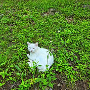 Sparky is registered to the contest to win money with this photo: animal, closeup, daylight, feline, flora, flowers, grass, greenery, ground, leaf, nature, outdoor, peaceful, pet, plant, relaxing, resting, summer, white_cat, wildlife