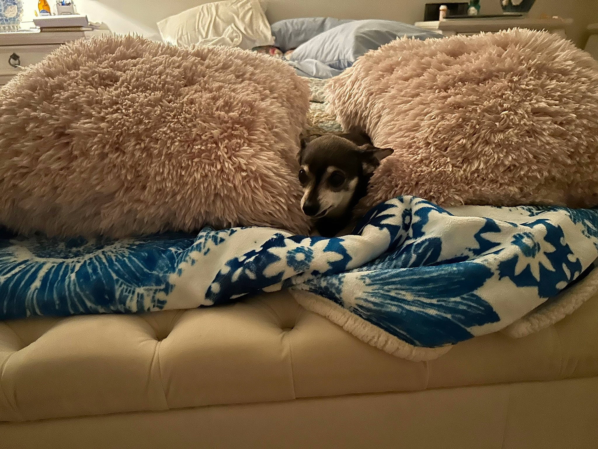 Marilyn Monroe joined the competition — help win amazing prizes! bedding, canidae, carnivore, comfort, companion_dog, dog_breed, electric_blue, fawn, felidae, flooring, fur, linens, room, snout, sporting_group, terrestrial_animal, textile, whiskers, wildlife, wood