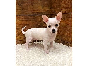 Kilo joined the competition — help win amazing prizes! canidae, carnivore, chihuahua, companion_dog, corgi_chihuahua, dog, dog_breed, dog_supply, ear, fawn, font, fur, pet_supply, snout, tail, terrestrial_animal, toy_dog, whiskers, wood, working_animal