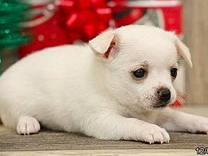 Kilo is registered to the contest to win money with this photo: canidae, carnivore, collar, companion_dog, dog, dog_breed, dog_supply, fawn, fur, non_sporting_group, paw, snout, sporting_group, terrestrial_animal, toy_dog, whiskers, working_animal