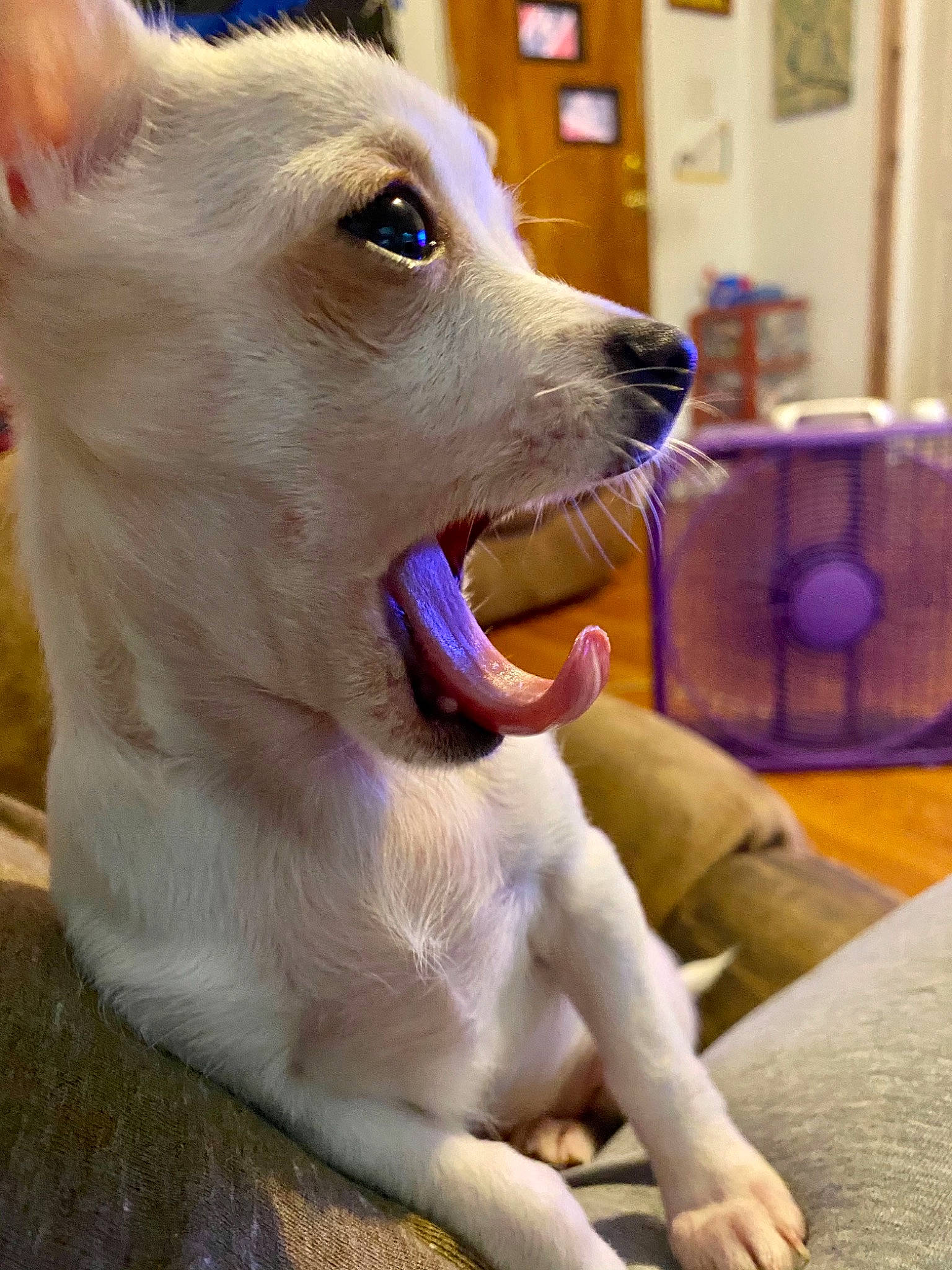 Kilo joined the competition — help win amazing prizes! canidae, carnivore, collar, companion_dog, dog, dog_breed, dog_collar, dog_supply, fang, fawn, fur, houseplant, jaw, membranophone, paw, spitz, sporting_group, volpino_italiano, whiskers, working_animal