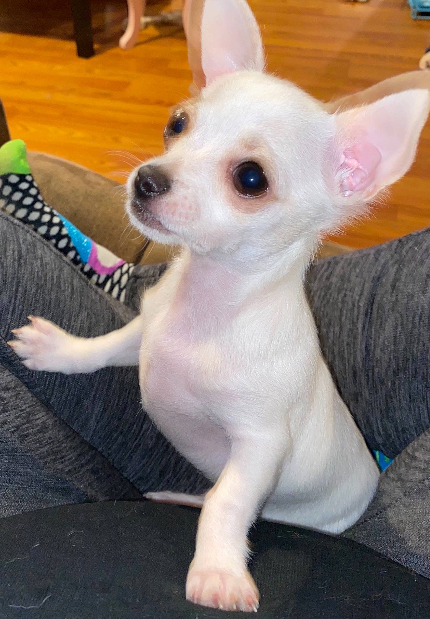 Kilo joined the competition — help win amazing prizes! canidae, carnivore, companion_dog, corgi_chihuahua, dog, dog_breed, dog_supply, ear, fawn, fur, non_sporting_group, puppy, snout, sporting_group, tail, terrestrial_animal, toy_dog, whiskers, working_animal