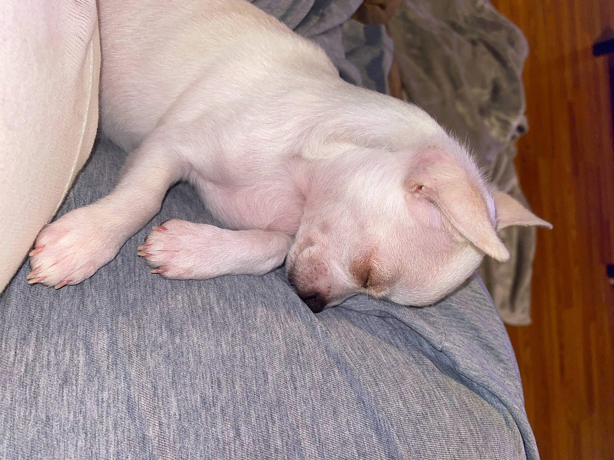 Kilo joined the competition — help win amazing prizes! canidae, carnivore, comfort, companion_dog, dog, dog_breed, fawn, foot, fur, gesture, hardwood, human_leg, nail, nap, snout, sporting_group, terrestrial_animal, wood, working_animal, wrinkle