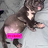 Kingg Jay joined the competition — help win amazing prizes! dog, puppy, french_bulldog, sleeping, lying_down, bed, bedding, indoor, pet, animal, black_and_white, brown_fur, pink_belly, paws, tongue, closed_eyes, cute, relaxed, text_overlay, snapchat_filter