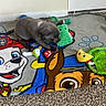 Kingg Jay joined the competition — help win amazing prizes! puppy, dog, gray_dog, pet, animal, toy, crocodile_toy, duck_toy, blanket, cartoon_blanket, carpet, indoor, home, floor, playful, lying_down, chewing, cute, colorful, paw_print