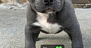 Kingg Jay joined the competition — help win amazing prizes! puppy, dog, gray_fur, blue_eyes, white_chest, standing, portrait, close_up, outdoor, concrete, brick_wall, door, front_porch, pet, canine, cute, serious_expression, floppy_ears, paws, text_overlay