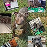 dog, puppy, pit_bull, blue_gray_dog, collage, pet, animal, outdoor, grass, portrait, sitting, lying_down, sleeping, bed, couch, crate, toy, heart, green_background, photography