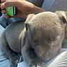 puppy, dog, sleeping, pet, animal, canine, gray_fur, small_dog, car, vehicle, passenger, lap, person, hand, green_object, sunlight, indoor, travel, close_up, cute