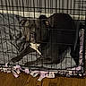 dog, puppy, crate, kennel, cage, pet, animal, brown_dog, black_dog, white_chest, sitting, looking_at_camera, portrait, indoor, blanket, plush_toys, wooden_floor, home, crate_bars, cozy