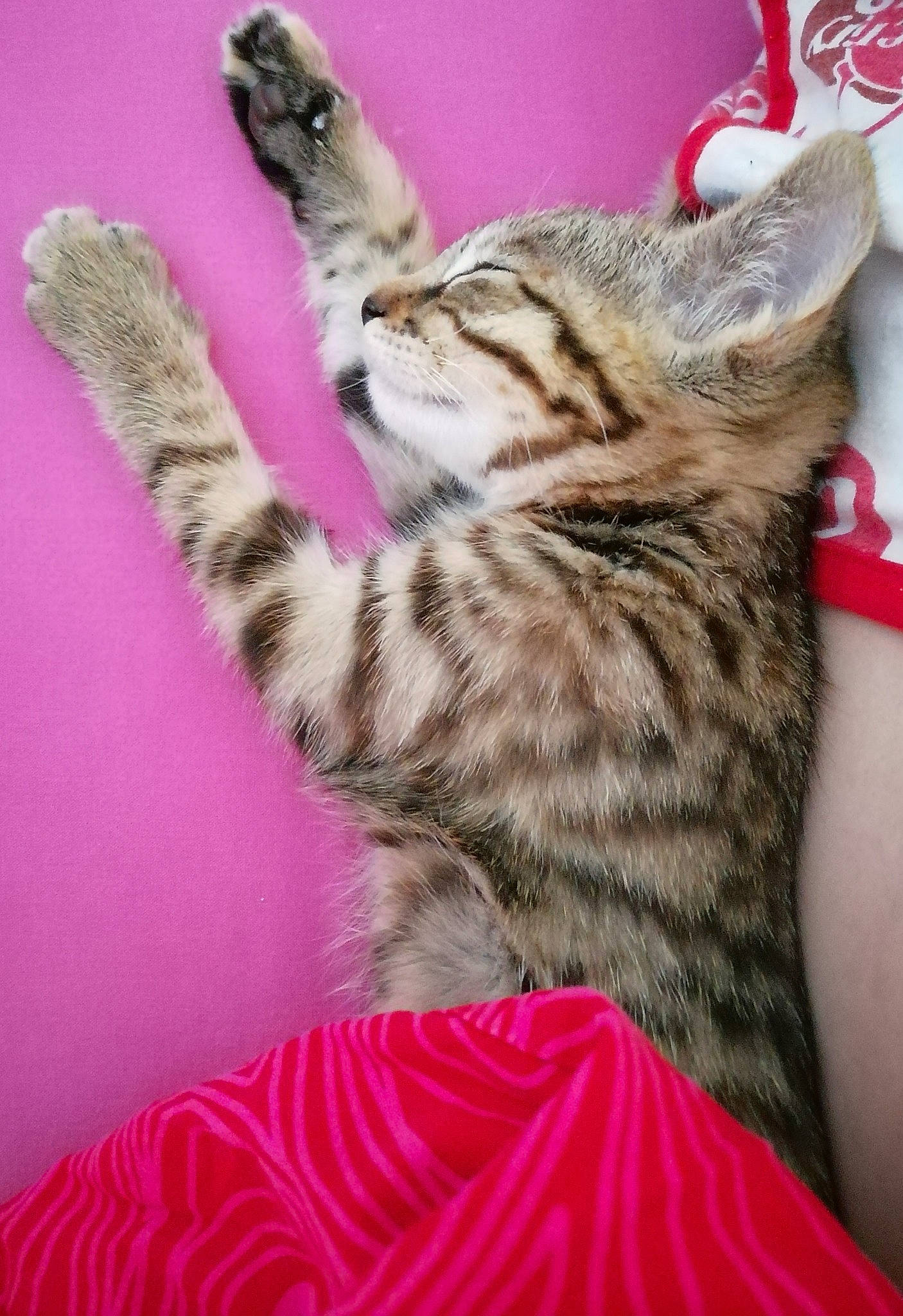 Loly a rejoint le concours — aidez-le/la à gagner de superbes lots ! american_shorthair, asian, california_spangled, carnivore, cat, domestic_short_haired_cat, dragon_li, egyptian_mau, european_shorthair, felidae, kitten, mammal, ocicat, pixie_bob, savannah, small_to_medium_sized_cats, sokoke, tabby_cat, vertebrate, whiskers