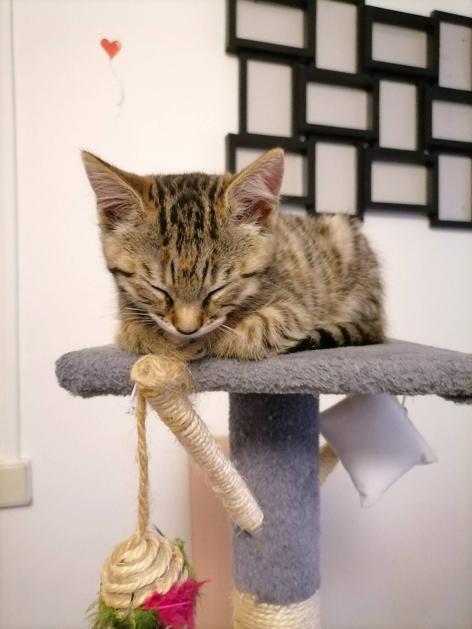 Loly participe au concours pour gagner de l'argent avec cette photo : american_shorthair, asian, bengal, california_spangled, carnivore, cat, domestic_short_haired_cat, dragon_li, european_shorthair, felidae, kitten, mammal, ocicat, pixie_bob, savannah, small_to_medium_sized_cats, tabby_cat, toyger, whiskers, wild_cat