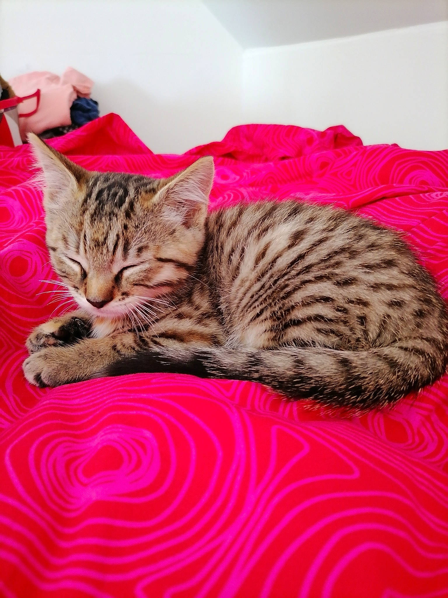 Loly a rejoint le concours — aidez-le/la à gagner de superbes lots ! american_shorthair, asian, bengal, california_spangled, carnivore, cat, domestic_short_haired_cat, dragon_li, european_shorthair, felidae, fur, kitten, mammal, ocicat, pixie_bob, small_to_medium_sized_cats, tabby_cat, toyger, vertebrate, whiskers