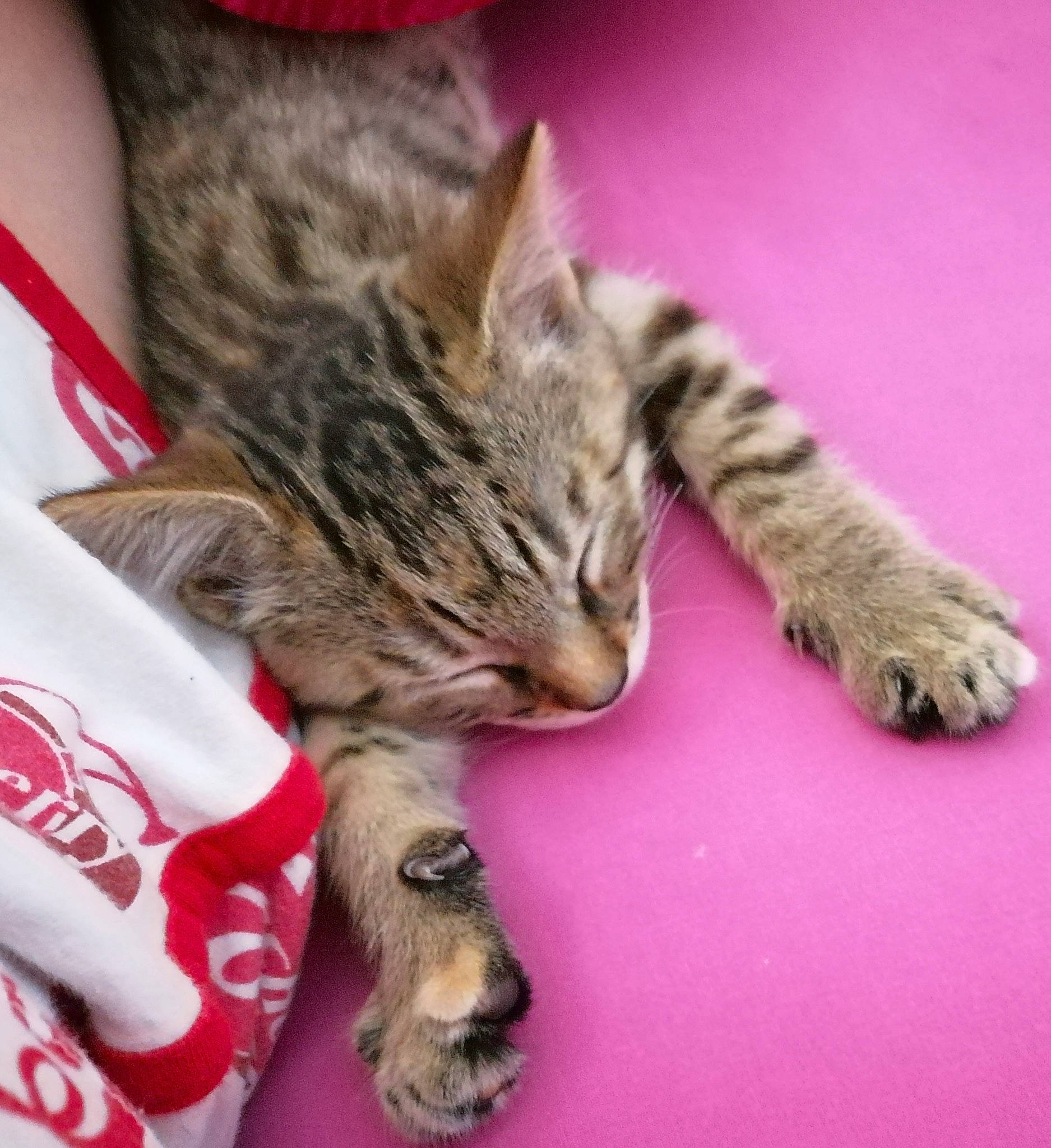 Loly a rejoint le concours — aidez-le/la à gagner de superbes lots ! american_shorthair, asian, california_spangled, carnivore, cat, claw, domestic_short_haired_cat, dragon_li, european_shorthair, felidae, fur, kitten, mammal, paw, pixie_bob, polydactyl_cat, small_to_medium_sized_cats, tabby_cat, toyger, whiskers