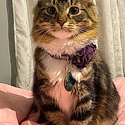 Noetelli joined the competition — help win amazing prizes! cat, tabby, pet, animal, collar, purple_flower, pendant, white_paws, pink_blanket, fur, whiskers, indoor, curtains, cute, sitting, portrait, feline, domestic_cat, alert, closeup