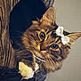 Noetelli joined the competition — help win amazing prizes! cat, tabby, pet, animal, fur, whiskers, ears, blue_eyes, bow, necklace, heart_pendant, wood, peeking, cute, curious, indoor, cozy, feline, paws, portrait