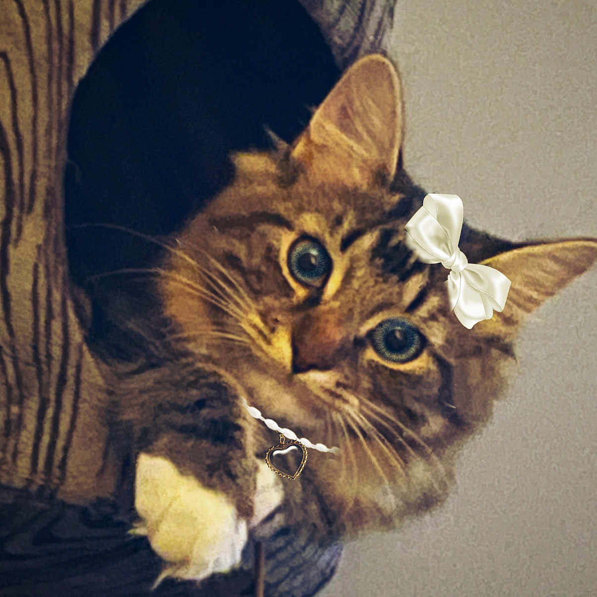 Noetelli joined the competition — help win amazing prizes! animal, blue_eyes, bow, cat, cozy, curious, cute, ears, feline, fur, heart_pendant, indoor, necklace, paws, peeking, pet, portrait, tabby, whiskers, wood