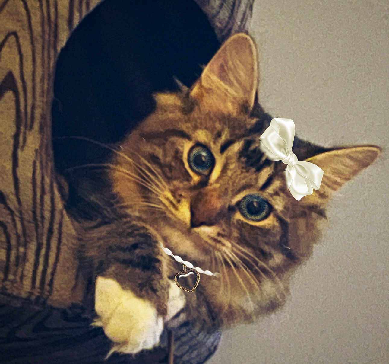 Noetelli joined the competition — help win amazing prizes! cat, tabby, pet, animal, fur, whiskers, ears, blue_eyes, bow, necklace, heart_pendant, wood, peeking, cute, curious, indoor, cozy, feline, paws, portrait